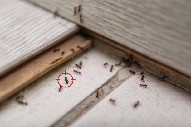 Best Exterminator Services  in Hamilton College, NY