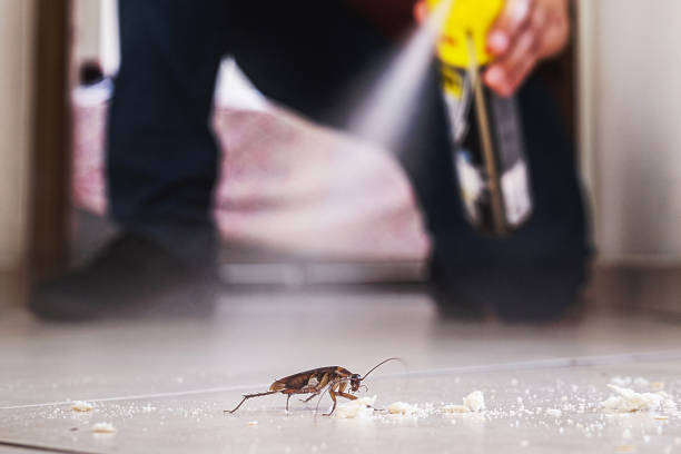 Spider Control Near Me in Hamilton College, NY